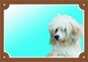Papírenské zboží - Farbschild Achtung Hund, Chinesischer Schopfhund