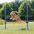 Papírenské zboží - AGILITY-Hindernis, 3 Stangen 129x115cm