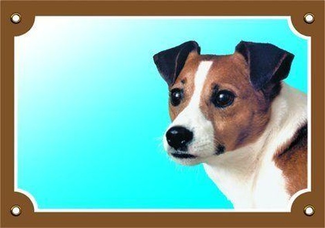Papírenské zboží - Barevná cedulka Pozor pes, Jack Russel terier 