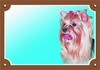 Papírenské zboží - Farbschild Achtung Hund, Yorkshire Terrier