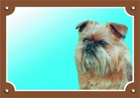 Papírenské zboží - Barevná cedulka Pozor pes, Grifonek bruselský 