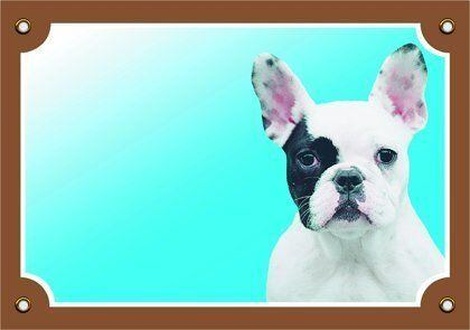 Papírenské zboží - Barevná cedulka Pozor pes, Francouzský buldoček světlý 