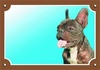 Papírenské zboží - Farbschild Achtung Hund, dunkle französische Bulldogge
