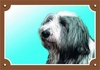 Papírenské zboží - Farbschild Achtung Hund, Bearded Collie
