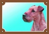Papírenské zboží - Farbschild Achtung Hund, Irish Terrier