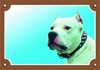 Papírenské zboží - Farbschild Achtung Hund, Doga Argentino