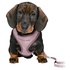 Papírenské zboží - JUNIOR SOFT Geschirr mit Leine für Welpen, lila M-L: 36-50 cm/10 mm, 2,00 m