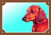 Papírenské zboží - Farbschild Vorsicht Hund, glatthaariger Dackel